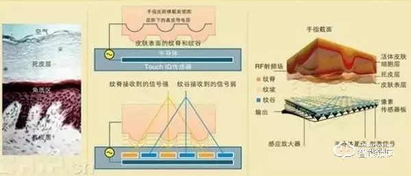 指纹识别技术的主要种类有哪些？